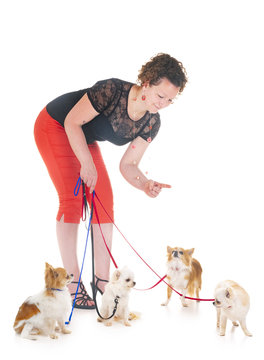 woman and chihuahuas