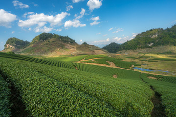 Tea plantation landscape on clear day. Tea farm with blue sky and white clouds.