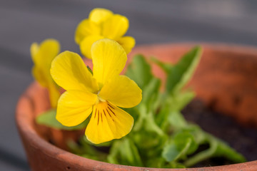 Yellow pansy flowers in a pot