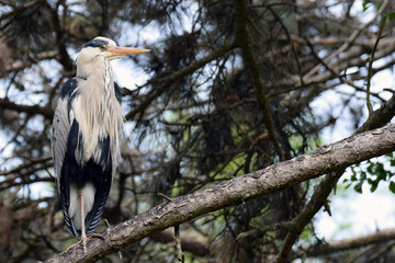 Grey Heron standing on a tree branch.