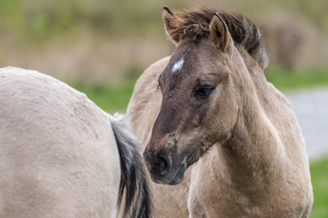 Portrait of a konik horse © Catstyecam