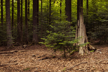 Walking in Bayerischer Wald National Park, Germany