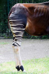 Okapi (Okapia johnstoni), also known as the forest, congolese or zebra giraffe. rear legs close up.