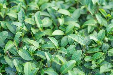 Obraz premium Tea leave in tea plantation