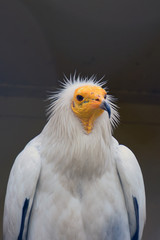 Egyptian vulture (Neophron percnopterus), also called the white scavenger vulture or pharaoh's chicken.