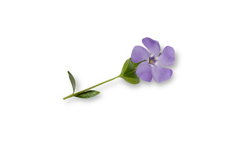Purple periwinkle flower isolated on white background.