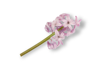 Light pink hyacinth flower isolated on white background