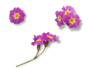 Set of pink primrose flowers isolated on white background for graphic design.