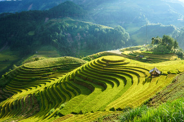 Reisterrassen in der Erntezeit in Mu Cang Chai, Vietnam. Mam Xoi beliebtes Reiseziel.