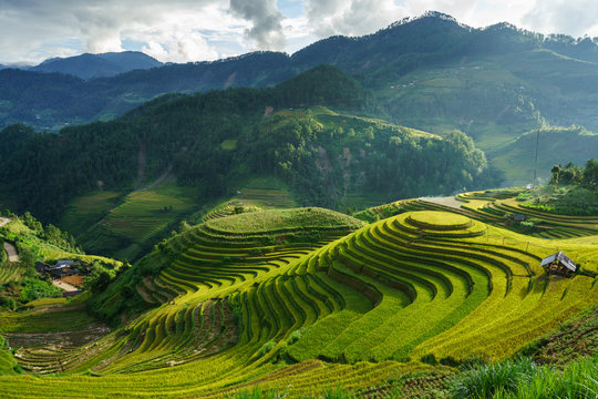 Terraced rice field in harvest season in Mu Cang Chai, Vietnam. Mam Xoi popular travel destination.