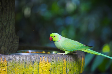 緑色のインコ
