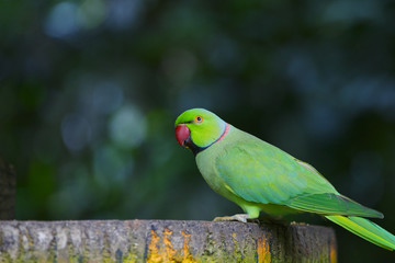 緑色のインコ