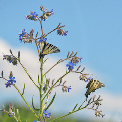 Swallowtail Butterlflies
