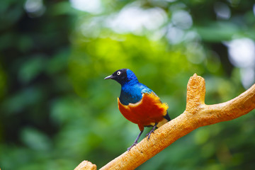 ツキノワテリムク