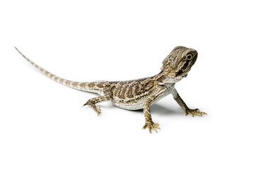 Obraz premium Agama. Baby Bearded Dragon on white background.