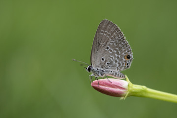 Chilades pandava -  plains Cupid