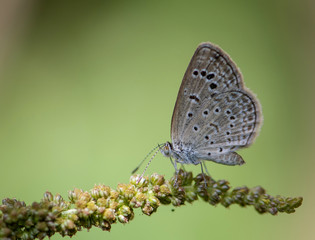 Chilades pandava -  plains Cupid