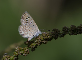 Chilades pandava -  plains Cupid