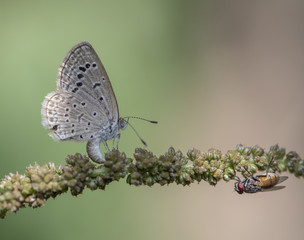 Chilades pandava -  plains Cupid
