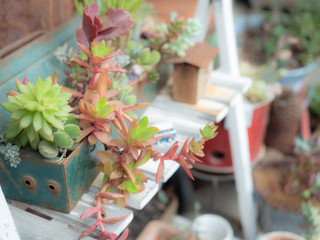 Succulent plants garden