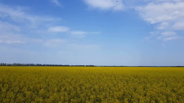 Blooming yellow rapeseed field with blue cloudless sky. Beautiful nature background. Light breeze, sunny day, dynamic scene, 4k video.