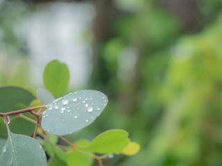 drop of water on leaves