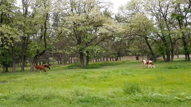 Cows grazing on lawns in forest along the road. Driving down an old country road during spring summer. Road through tree forest and lawn.