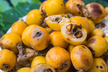 Fresh ripe mushmula or loquat fruit. Good for breakfast and desserts. Evergreen subtropical tree orange sweet and juicy fruit widely spread in Georgia, Japan, Korea, Spain and other asian countries.