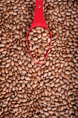 close up of pinto bean for background 