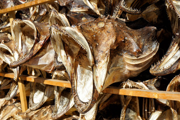 Cod drying in Norway