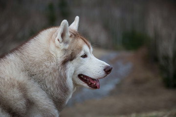 Fototapeta premium Profile Portrait of gorgeous beige and white Siberian Husky dog sitting on mountains background