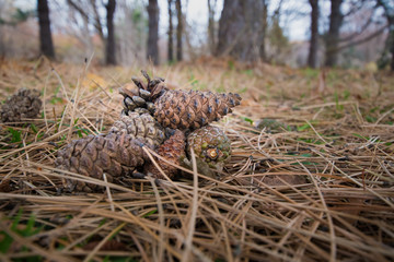 落ち葉のテクスチャイメージ