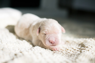 Close-up of Four days old golden retriever puppy is lying on the blanket. Cute White Newborn pup is sleeping
