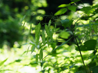 Obraz premium Green leaves hanging from a tree in the forest, large blur background. The photo can be used as a background.