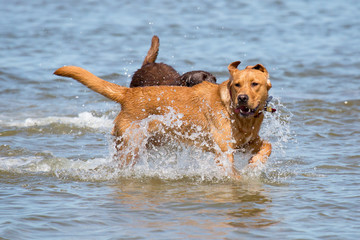 Hunde spielen im Meer