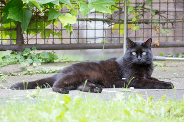 Katze im Garten
