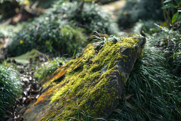 Green mossy rocks
