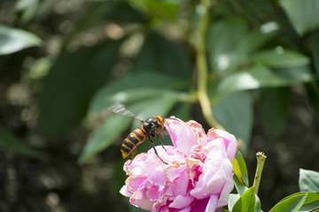 芍薬とスズメバチ