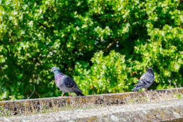 Two pigeons are playing on a concrete wall, fence