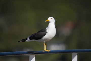 Great black-backed gull hiking on a boat in the archipelago of Stockholm, Sweden