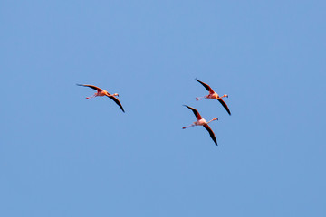 Obraz premium Flamingos im Flug