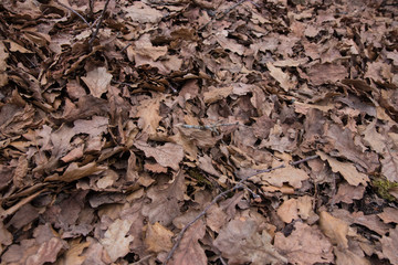 Colorful autumn fallen leaves on brown forest soil background