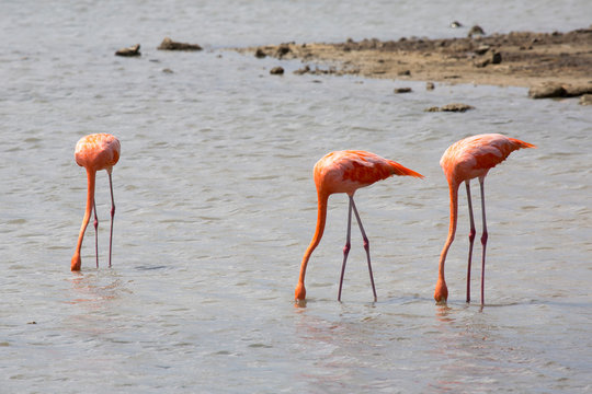 Flamingos im See