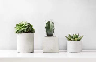 Foto op Plexiglas Vetplanten en cactus in een betonnen pot op een witte tafel © LunaKate