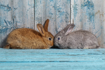 two bunnyes on old blue wooden background