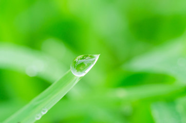 water drop on green grass