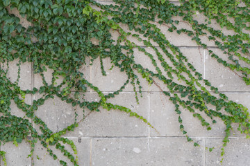 壁面に伸びるツタの葉