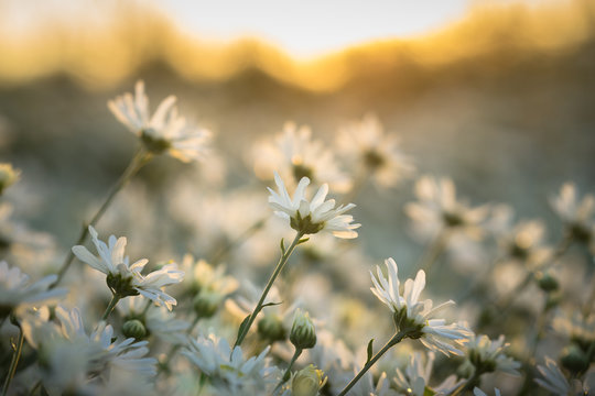 White daisy flowers in early morning sunlight