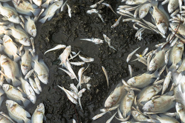 Dead fish floated in the water