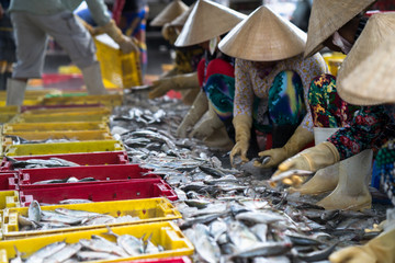Fototapeta premium Caught fishes sorting to baskets by Vietnamese women workers in Tac Cau fishing port, Me Kong delta province of Kien Giang, south of Vietnam